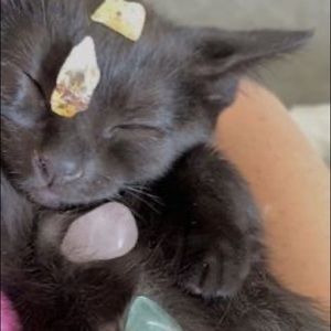 Meet your Posher, Daisy